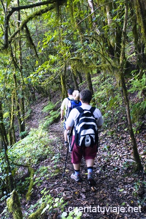 Bosque del Cedro. Parque Nacional de Garajonay. La Gomera.